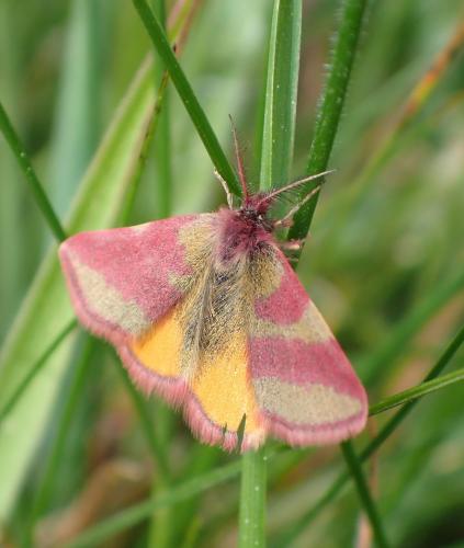 Réf. 253 826 : Lythria cruentaria